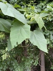 Paulownia