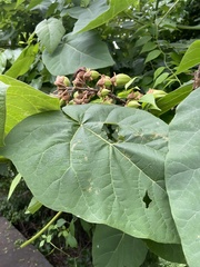 Paulownia