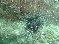 Astropyga pulvinata
