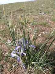 Iris loczyi