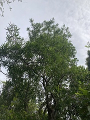 Podocarpus coriaceus