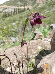 Aquilegia atrovinosa