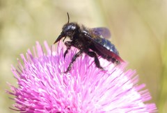 Xylocopa iris
