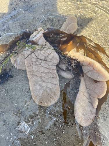 iNaturalist observation photo of Tunicates