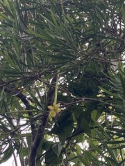 Brunfelsia densifolia