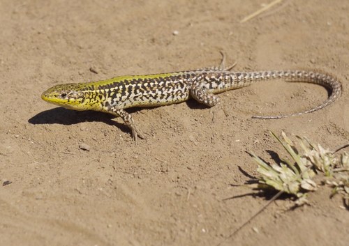 Crimean Wall Lizard, Podarcis tauricus