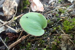 Eriospermum dielsianum