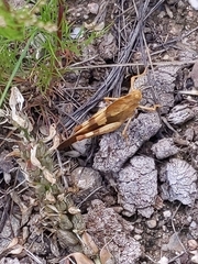 Pyrgodera armata