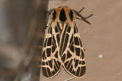 Apantesis ornata