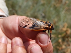 Cicadatra querula