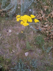 Handelia trichophylla