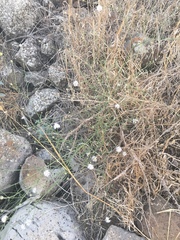 Cephalaria joppensis