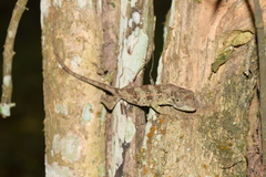 Chamaeleonidae