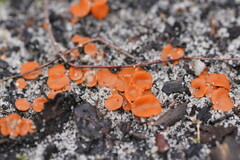 Pulvinula archeri