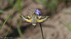 Proserpinus clarkiae