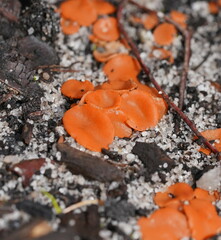 Pulvinula archeri