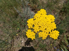 Handelia trichophylla