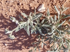 Heliotropium ramosissimum