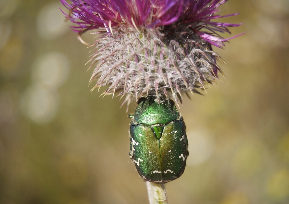Protaetia ungarica