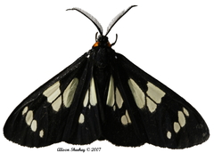 Gnophaela latipennis