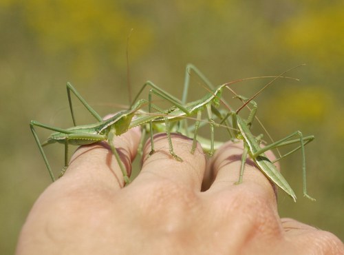 Photo of Predatory Bush-cricket (Saga pedo)