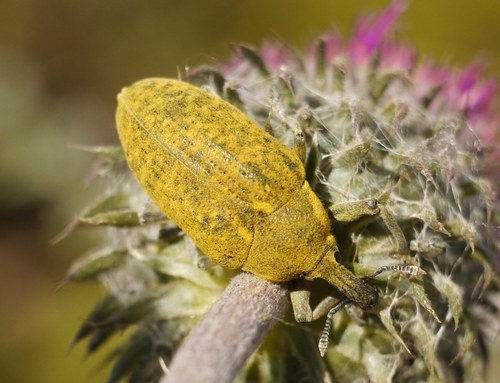 Larinus latus