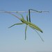Predatory Katydids - Photo (c) Roman, some rights reserved (CC BY), uploaded by Roman