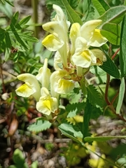 Scutellaria orientalis