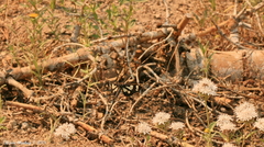 Gnophaela latipennis