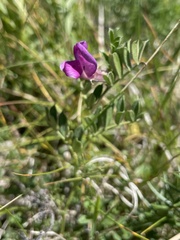 Vicia pyrenaica