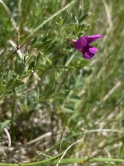 Vicia pyrenaica