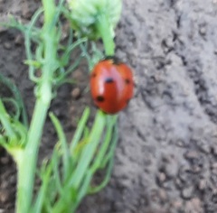 Coccinella septempunctata