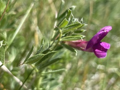 Vicia pyrenaica