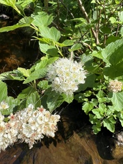 Physocarpus intermedius