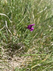 Vicia pyrenaica