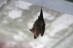 Megaderma spasma