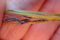 Schoenus graciliculmis