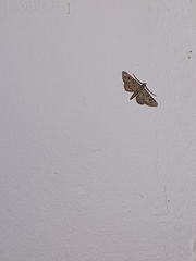 Gymnoscelis rufifasciata