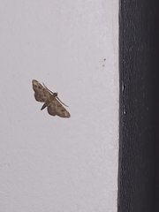 Gymnoscelis rufifasciata