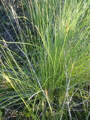 Schoenus graciliculmis