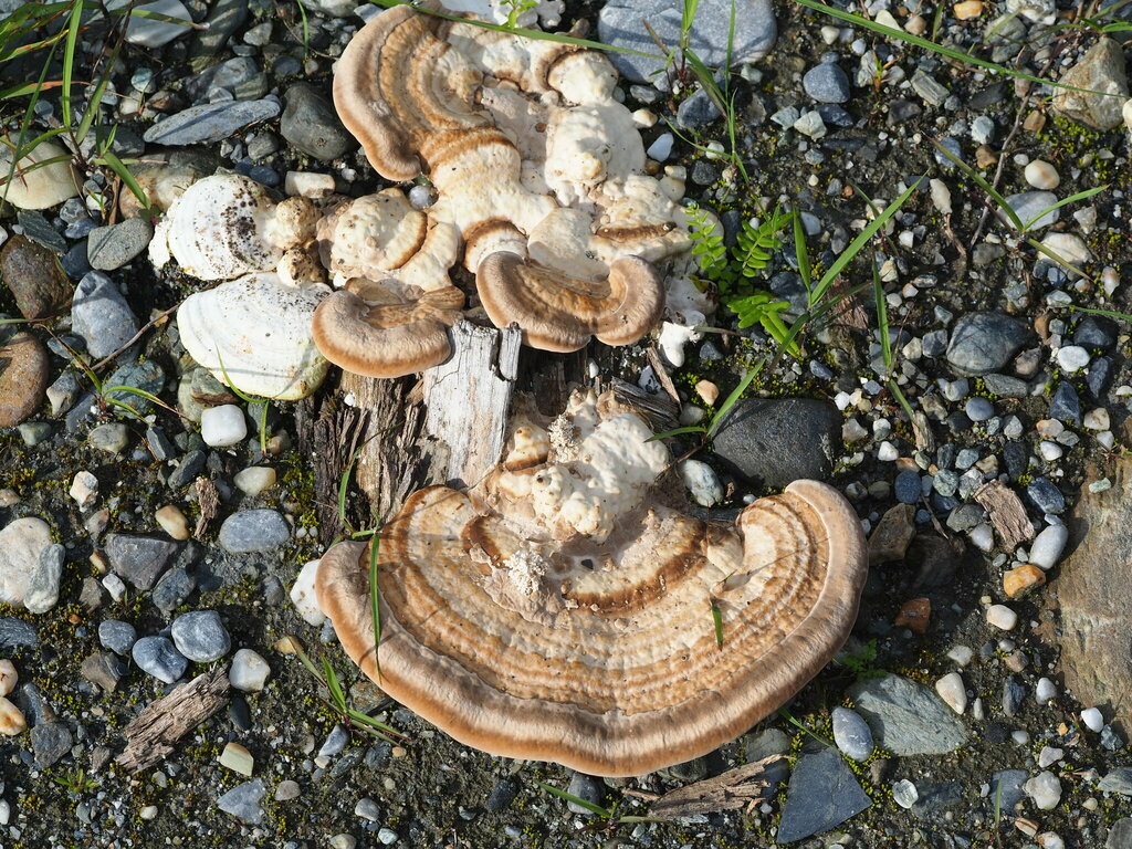 Trametes cubensis · June 2022 · photo: © leaf0605 (iNaturalist, cc0)