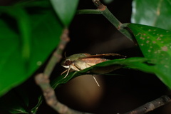Angonyx testacea