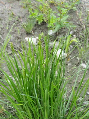 Fimbristylis complanata