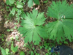 Aconitum septentrionale