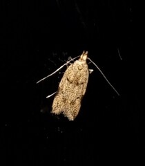 Atheropla nigricincta