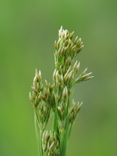 Image of Fimbristylis complanata by no rights reserved