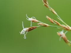 Fimbristylis complanata