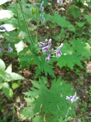 Aconitum septentrionale
