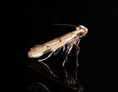 Atheropla nigricincta