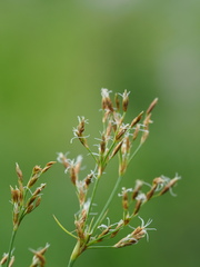 Fimbristylis complanata